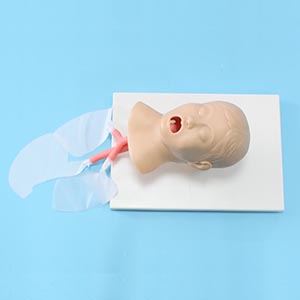 Tracheal Intubation Model