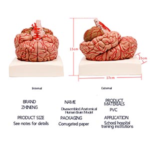 Brain Anatomical Model