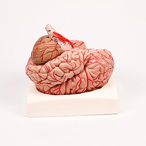 Model of Cerebral Appendicular Arteries and Nerves