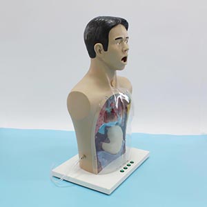 gastric lavage model