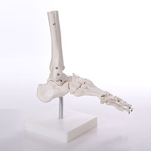 skeletal joint model
