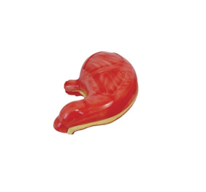 Anatomical model of Stomach