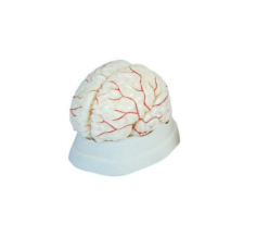 Cerebral artery model