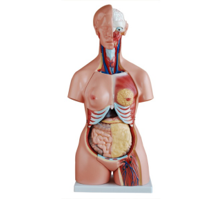 Male and female trunk model