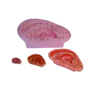 13CM ear acupuncture teaching model