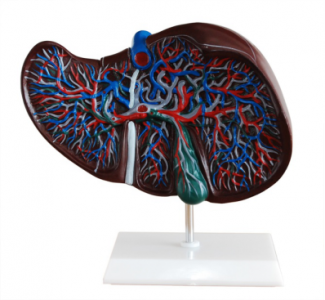 Liver anatomy model: the golden key to exploring the core of life