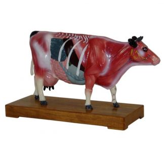 A modern interpretation of traditional acupuncture techniques: a bovine body acupuncture model