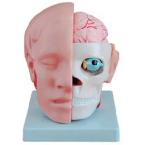 Model of the head with cerebral arteries: the key to wisdom in exploring the world of the head