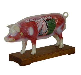 Pig body acupuncture model: deep analysis of pig meridian points