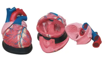 Heart anatomy model - a powerful assistant in medical education