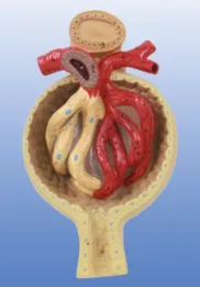 The glomerular model has broad and far-reaching uses, and it plays an irreplaceable role in many fields.