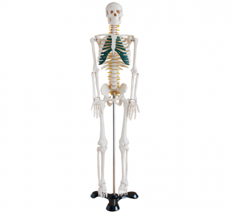 Human skeleton model: an important tool for medical education and self-learning