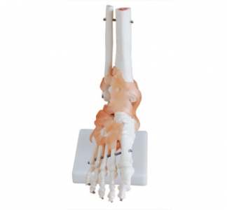  In-depth understanding: Ligament structure in foot joint model