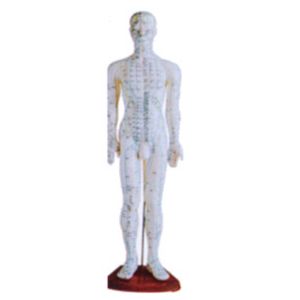 New tool for acupuncture teaching: Detailed explanation of human acupuncture model