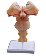 Electric brain stem Model, an indispensable teaching tool for medical education in the future?