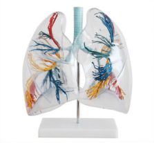 Transparent lung segment: an intuitive material for lung health education