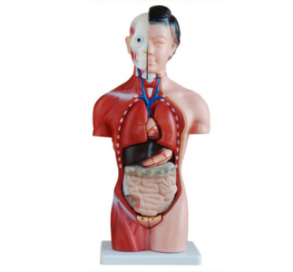   New perspectives on medical anatomy: Implications from the female torso model