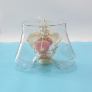 How to ensure the operational accuracy of the transparent curettage model?