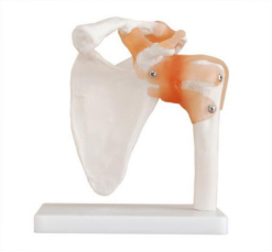 What are the applications of the shoulder joint model in medical education and training?
