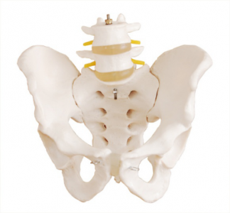 What is the use of the male pelvis model in teaching and research?