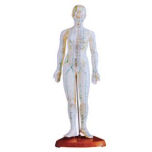  Professional female acupuncture model: an innovative choice for TCM acupuncture teaching