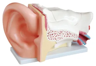 How does the big-ear anatomical model help students understand the mechanisms of hearing?
