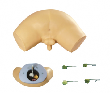 From Anatomy to Pathology: How can prostate examination models help teach Medicine?