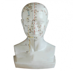 Can the head acupuncture model simulate the distribution of acupuncture points and meridians in the real head?