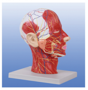 What structures can be visually displayed in the neurovascular model of the head and neck?