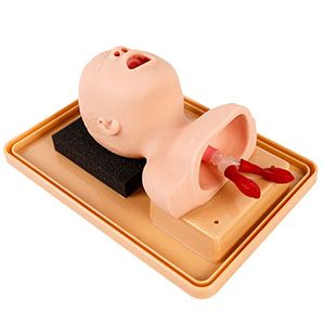 Neonatal tracheal intubation training model, your essential choice