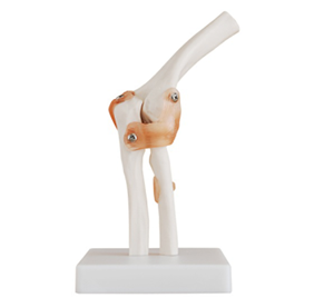 The elbow joint model Bridges theory and practice