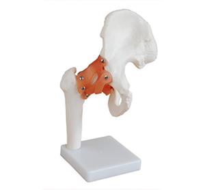 Why is the hip model so important in medical practice?
