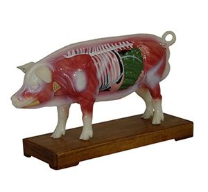  How does the pig acupuncture model help improve acupuncture skills?