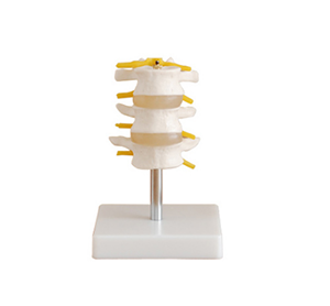 Why are spinal models the darling of medical education
