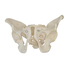 How can pelvic models become generalists in medical practice