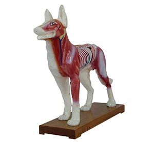 What role does the dog acupuncture model play in promoting acupuncture?