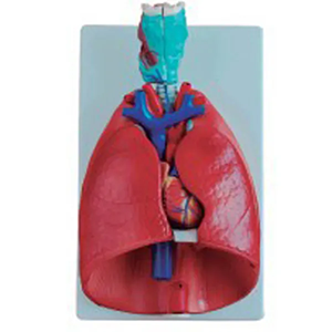 Laryngeal cardiopulmonary model: a teaching tool in medical anatomy