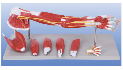 Is the anatomical model of the upper limb just an anatomical aid?