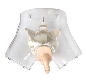 What role does transparent catheterization model play in medical clinical practice?