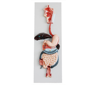 Models of the digestive system: What is it for beginners?