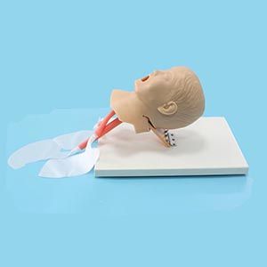 Is the advanced children's tracheal intubation model really worth the money?
