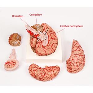 Can models of the brain's appendicular arteries and nerves give you a more accurate understanding of the structure?