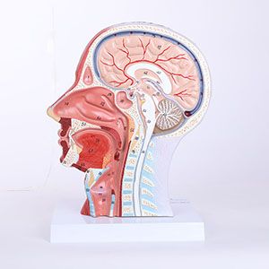 Can neurovascular models of the head and neck improve the accuracy of clinical procedures?