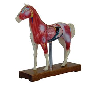 Influence of equine acupuncture model on improving veterinary acupuncture technique