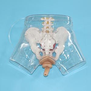 Why are transparent male catheterization models becoming more and more popular in medical training?