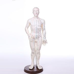 Can the standard acupuncture model meet the needs of acupuncture practitioners in clinical practice?
