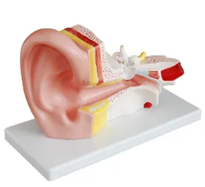 How does middle ear anatomical model provide support for clinical ear surgery training?