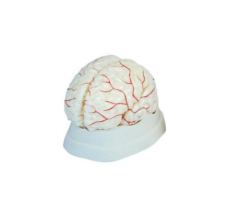 Can cerebral artery models help doctors master complex surgical techniques? 