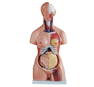 Has the accuracy of the gender trunk model had a profound impact on clinical practice?