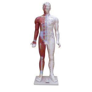 The significance of the Fourteen Meridian point model